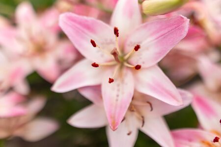 Pink flower in the park. Nature in the summer.の写真素材