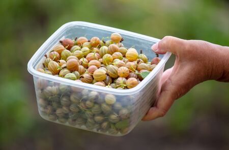 Gooseberry in a woman's hand in the vegetable garden.の写真素材