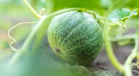 Melon grows on the ground. Nature in the garden.の写真素材