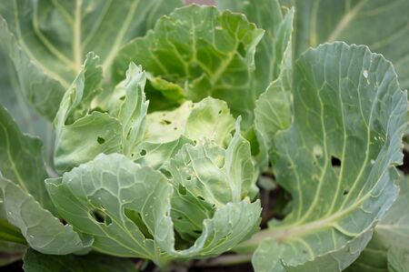 Sick cabbage eaten by insects. Nature in the garden.