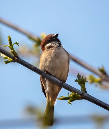 Sparrow on a tree branch against the blue sky.の写真素材