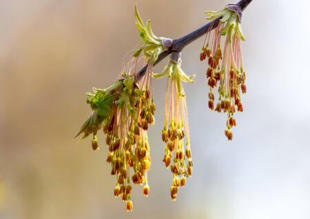Drop bud on a tree branch in spring.
