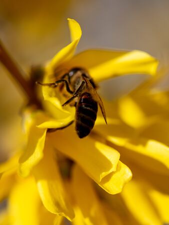 A bee collects honey from a yellow flower in spring.
