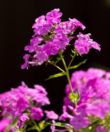 Pink flower in the park. Nature in the summer.の写真素材
