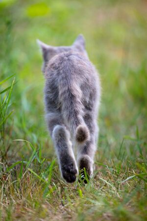 The tail of a cat leaving in the grass.の写真素材