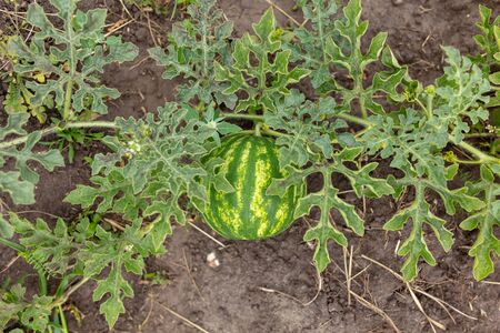 Watermelon grows on the ground. Nature in the garden.の写真素材