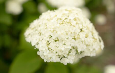 White flower in the park. Nature in the summer.の写真素材