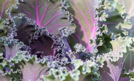 Leaves of decorative cabbage on the nature.の写真素材