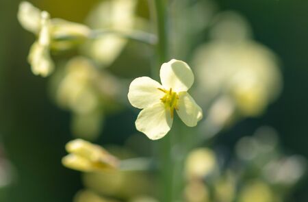 Beautiful yellow flower in the garden.