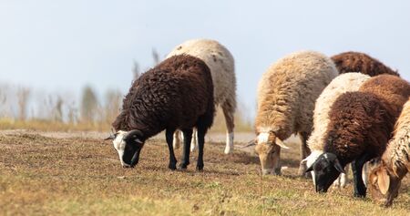 Sheep graze in the meadow.の写真素材