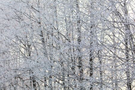 Bare branches of a tree in the snow at dawn in winter.の写真素材