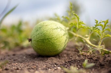 Watermelon lies on the ground in nature. Harvest in the gardenの写真素材