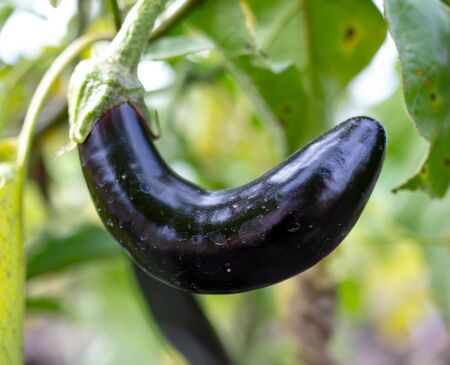 Eggplant fruit on the nature. Harvest in the gardenの写真素材