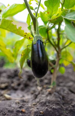 Eggplant fruit on the nature. Harvest in the gardenの写真素材