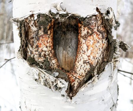A wound on a birch tree as an abstract background. Textureの写真素材