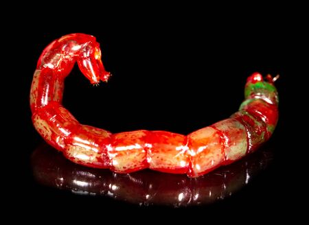 Red bloodworm worms isolated on a black background. Macro