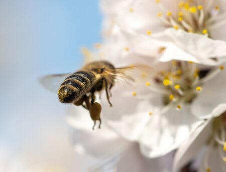 A bee collects honey from a flower in nature.