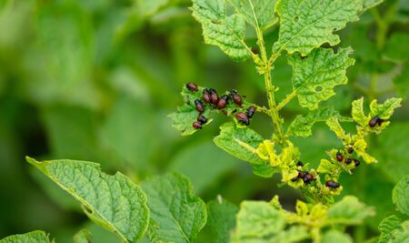 Colorado beetles eat potato leaves. Nature in the gardenの写真素材