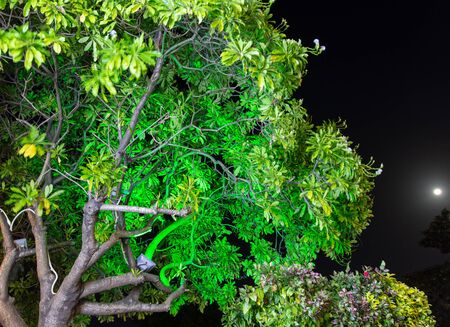 Green leaves of a tree on nature at night.