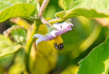 A bee on an eggplant flower on nature. Macro