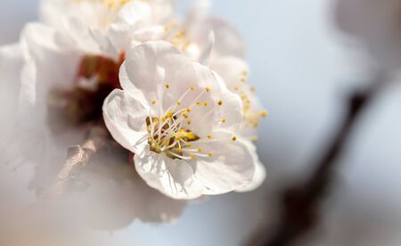 Beautiful apricot flowers in nature.