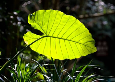 A large green leaf of a plant. Nature in the tropics.