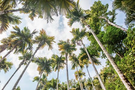 Beautiful palm trees against the blue sky in the park.の写真素材