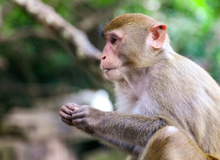 Portrait of a monkey in the park. Animal mammal