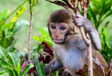 Portrait of a monkey in the park. Animal mammal
