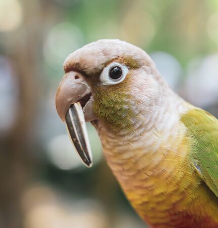 A parrot eats a seed in the park. Bird