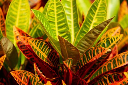 Leaves on a tree in a park. Nature in the tropics.の写真素材