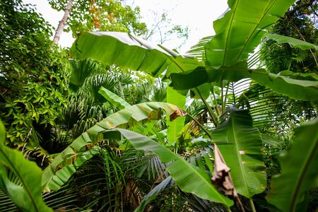Large green banana leaves in the park. Nature in the tropics.の写真素材
