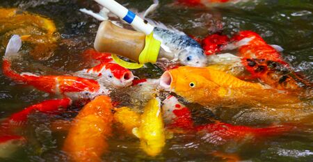 Multi-colored carps fish swim on the surface of the water in the lake.の写真素材