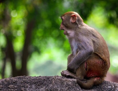 A monkey sits on a stone in a park. Animal mammal