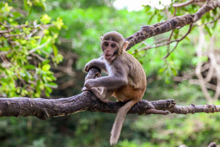 Little monkey on a tree in the park. Animal mammal