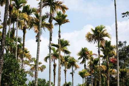 Beautiful palm trees against the blue sky in the park.