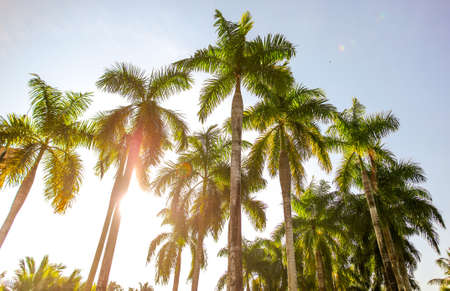 Beautiful palm trees against the blue sky in the park.の写真素材