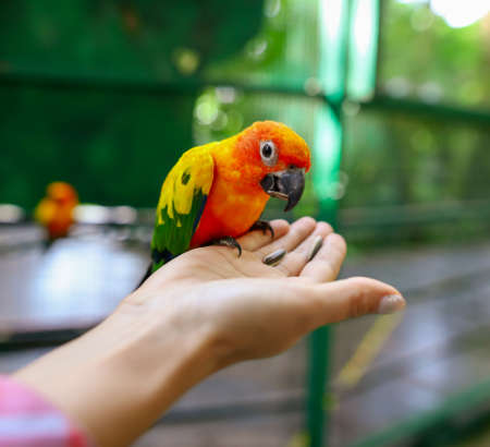 A parrot eats a seed from the hands of a man in the park. Bird