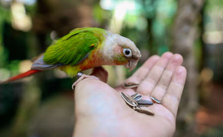 A parrot eats a seed from the hands of a man in the park. Bird