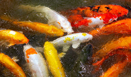 Multi-colored carps fish swim on the surface of the water in the lake.の写真素材