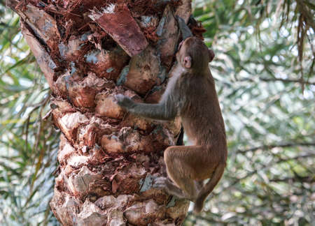 Monkey climbs on a palm tree in the park. Animal mammal