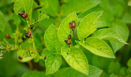 Colorado beetles eat potato leaves. Nature in the gardenの写真素材