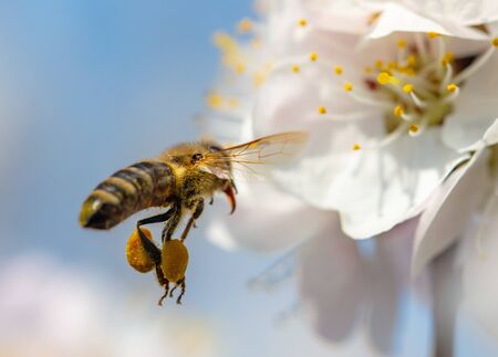 A bee collects honey from a flower in nature.の写真素材
