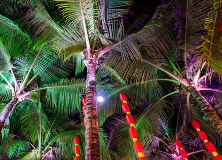 Chinese lanterns hang on palm trees on the nature at night.の写真素材