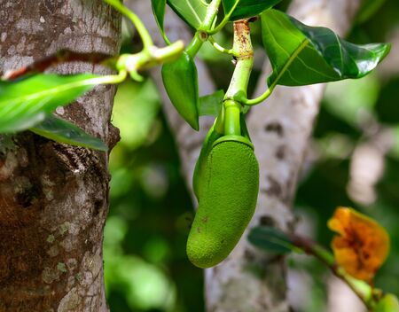 Breadfruit in the park. Nature in the tropics.