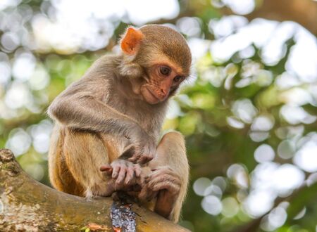 Monkey on a tree in the park. Animal mammal
