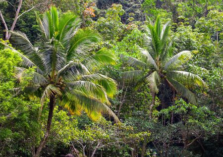 Beautiful palm trees in the park. Nature in the tropics.の写真素材