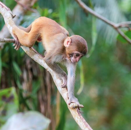 Little monkey on a tree in the park. Animal mammal