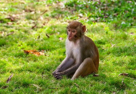 Portrait of a monkey in the park. Animal mammal