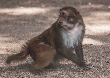 Monkey runs on the grass in the park. Animal mammalの写真素材